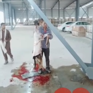 چک جھمرہ کی چینی ٹائلز کی کمپنی کے ملازم چینی باشندے مقامی کتے کاٹ کر اس کا گوشت کھا رہے ہیں پاکستانی ملازمین میں وائرس پھیلنے کا خدشہ 